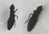 Ocypus sp.